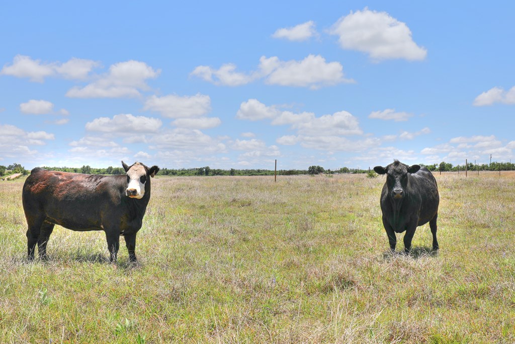 2600 Reservation Road Harper, TX 78631 - Photo 6 of 16