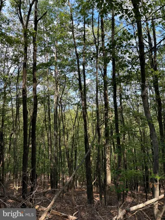 a view of forest