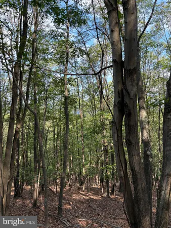 a view of a forest