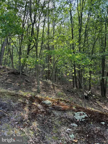 a view of a forest with trees in the background