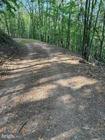 a view of a yard with large trees