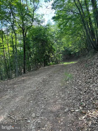 a view of a forest with trees in the background