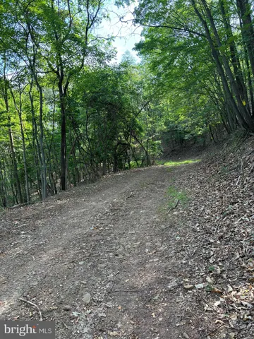 a view of a forest with trees in the background
