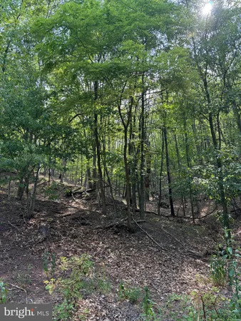 a view of a forest filled with trees