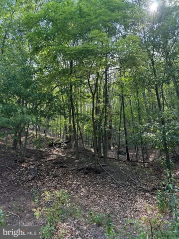 a view of a forest filled with trees