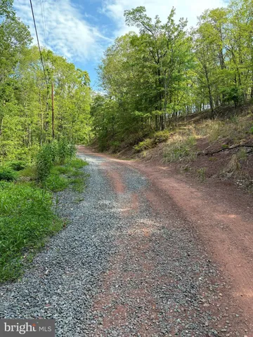 a view of a yard with large trees