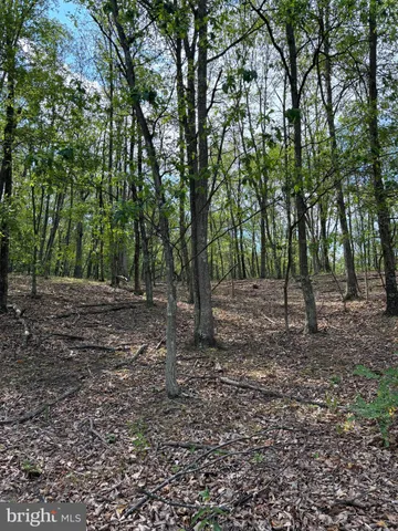 a view of a forest with trees in the background