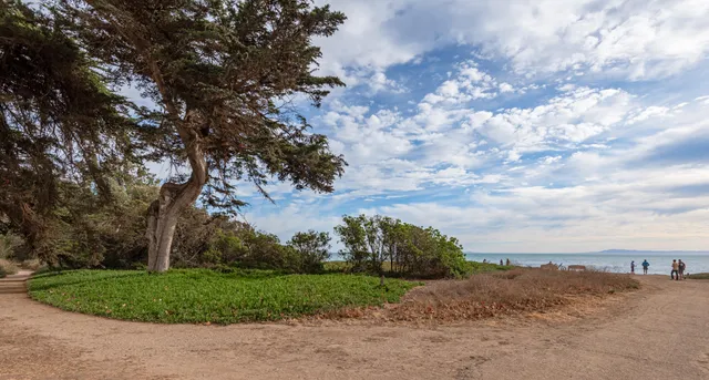 a view of a dry yard with plants and large trees