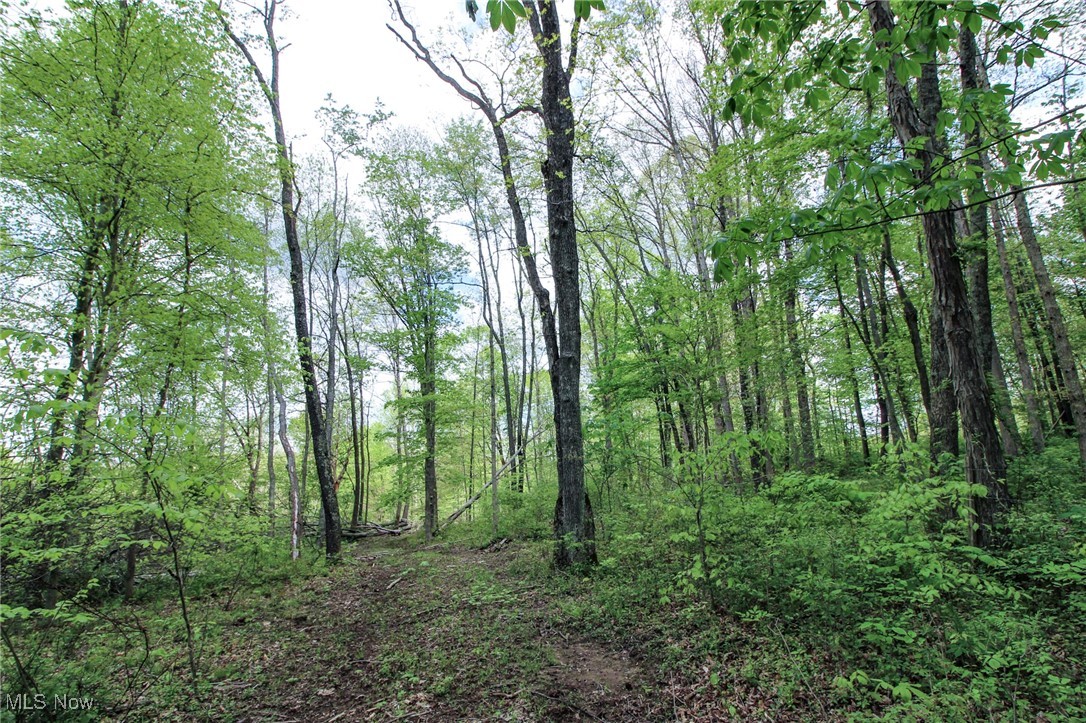 0 Dutch Ridge Road New Straitsville, OH 43766 - Photo 25 of 28 View of wooded area
