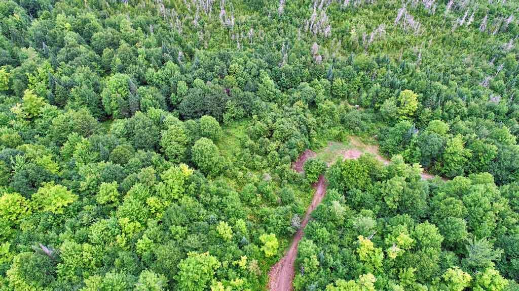 Lot 33 Woodcock Road Linneus, ME 04730 - Photo 32 of 55 corner-maine-wood-land