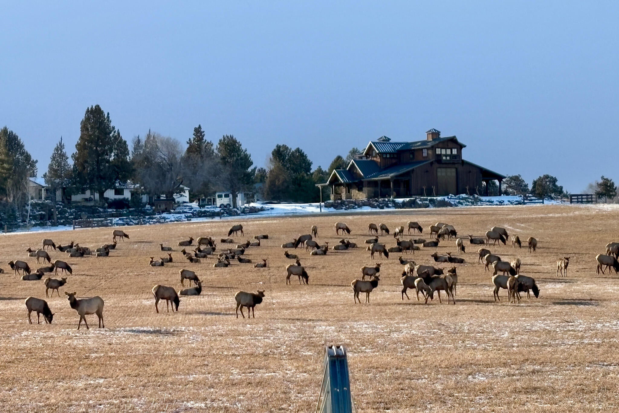 66405 Cline Falls Road Bend, OR 97703 - Photo 56 of 58 Elk in field