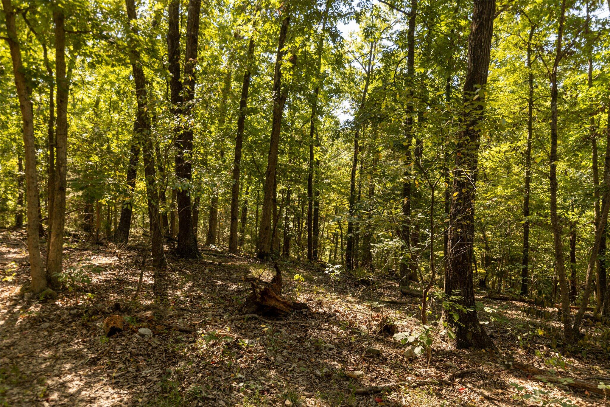 0 Watts Road Rogersville, MO 65742 - Photo 22 of 51 22-HT9A5650