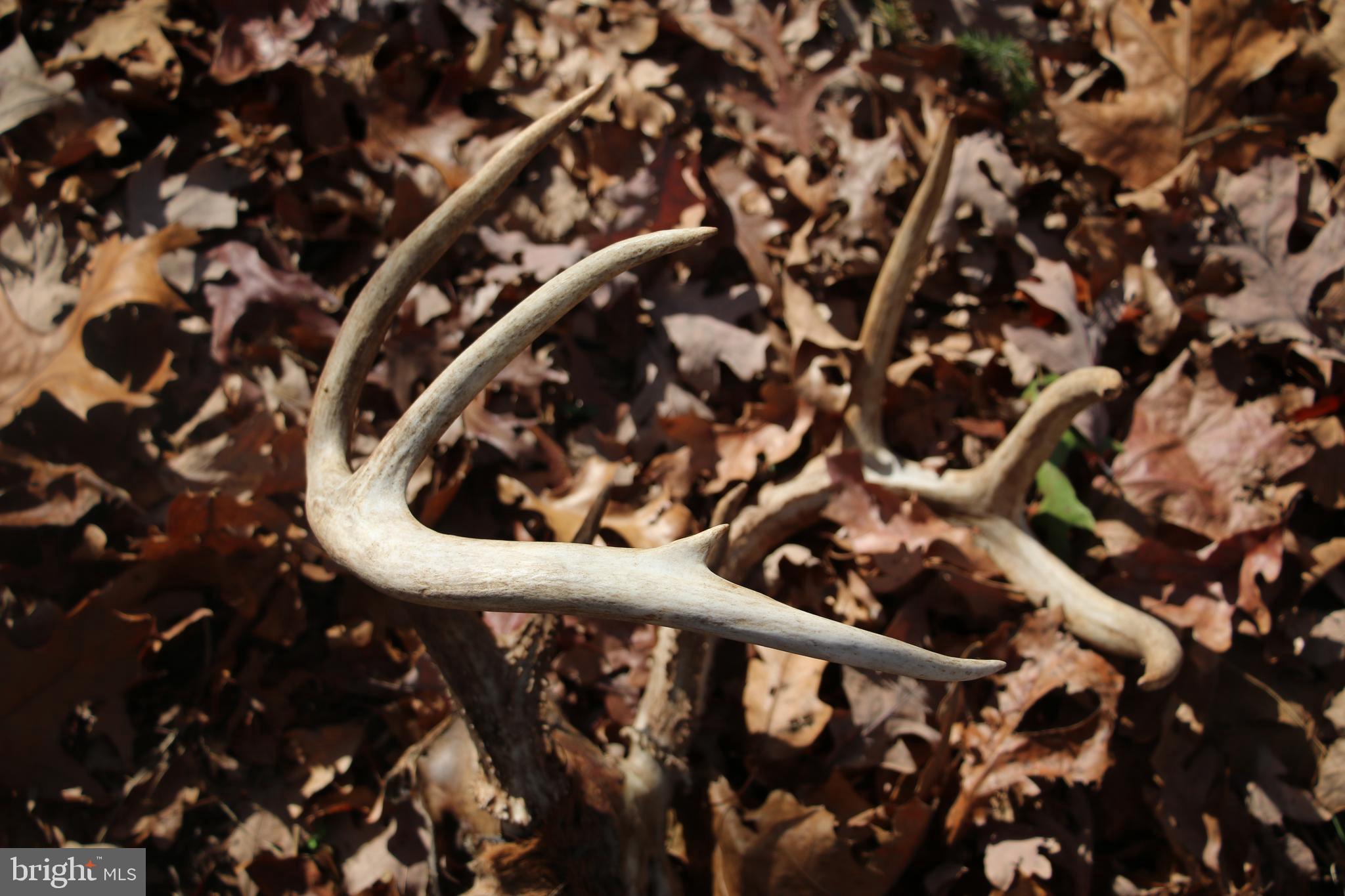 39 A Drive Front Royal, VA 22630 - Photo 17 of 61