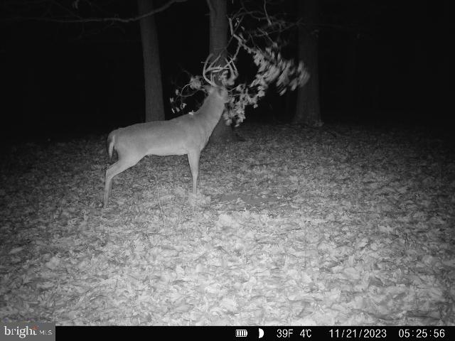 39 A Drive Front Royal, VA 22630 - Photo 44 of 61