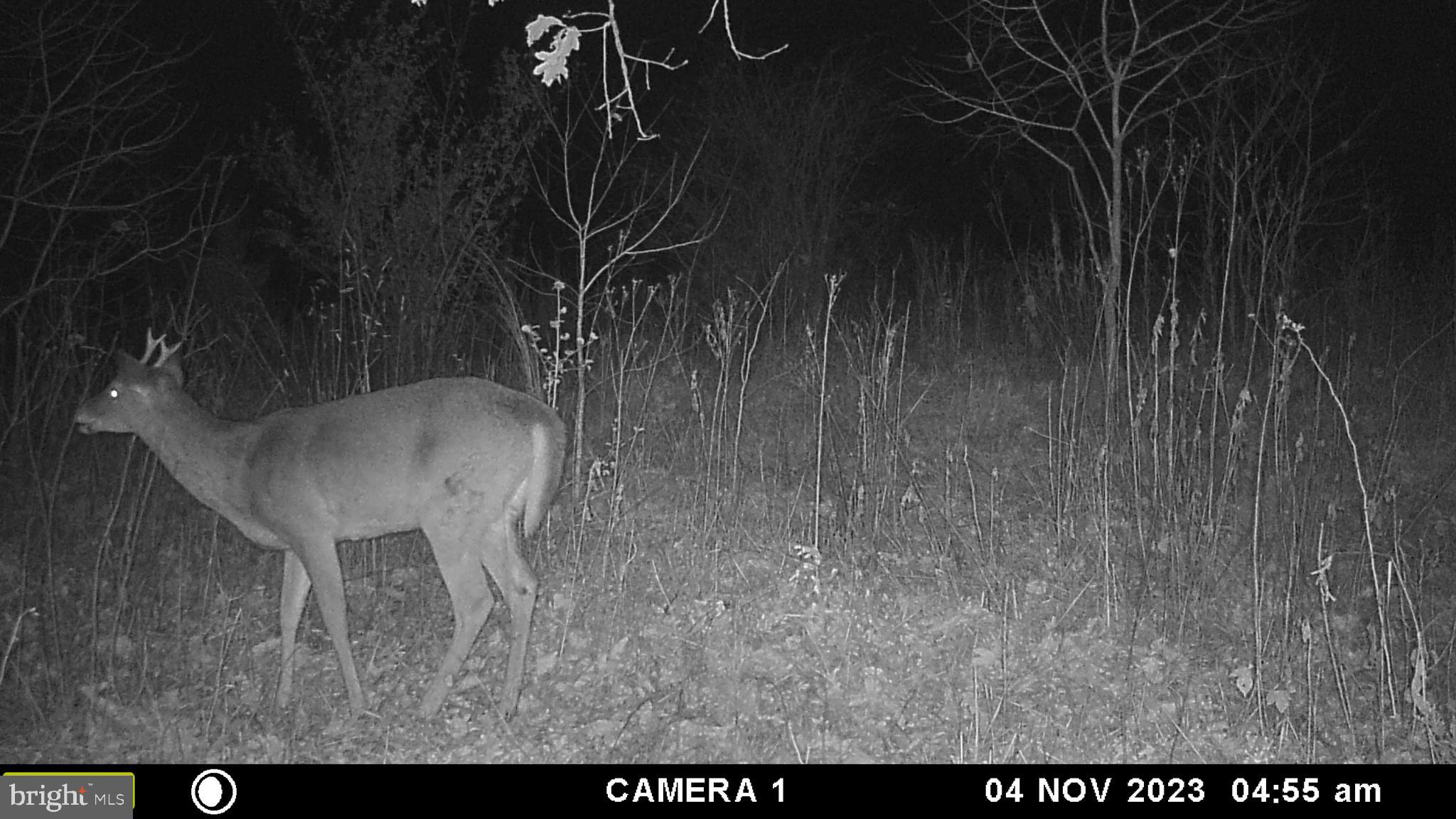 39 A Drive Front Royal, VA 22630 - Photo 53 of 61