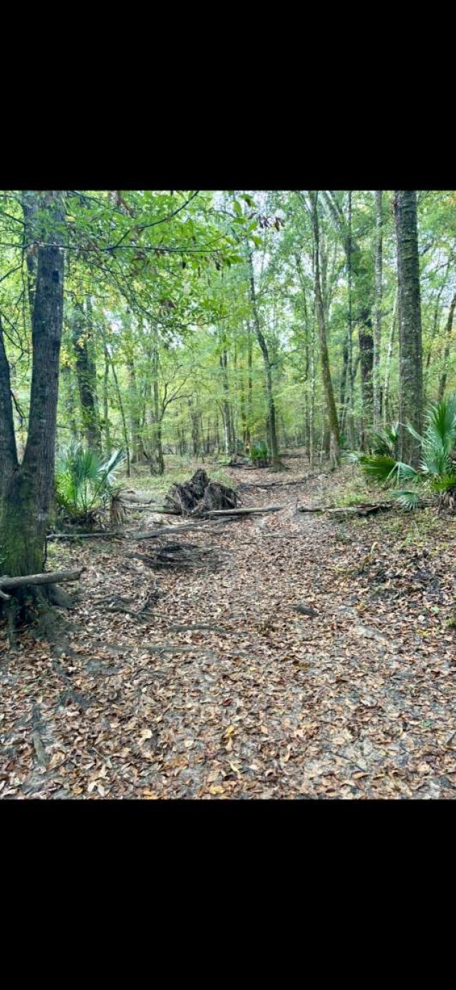 0 Sealy Wells Road Gordon, AL 36343 - Photo 21 of 25