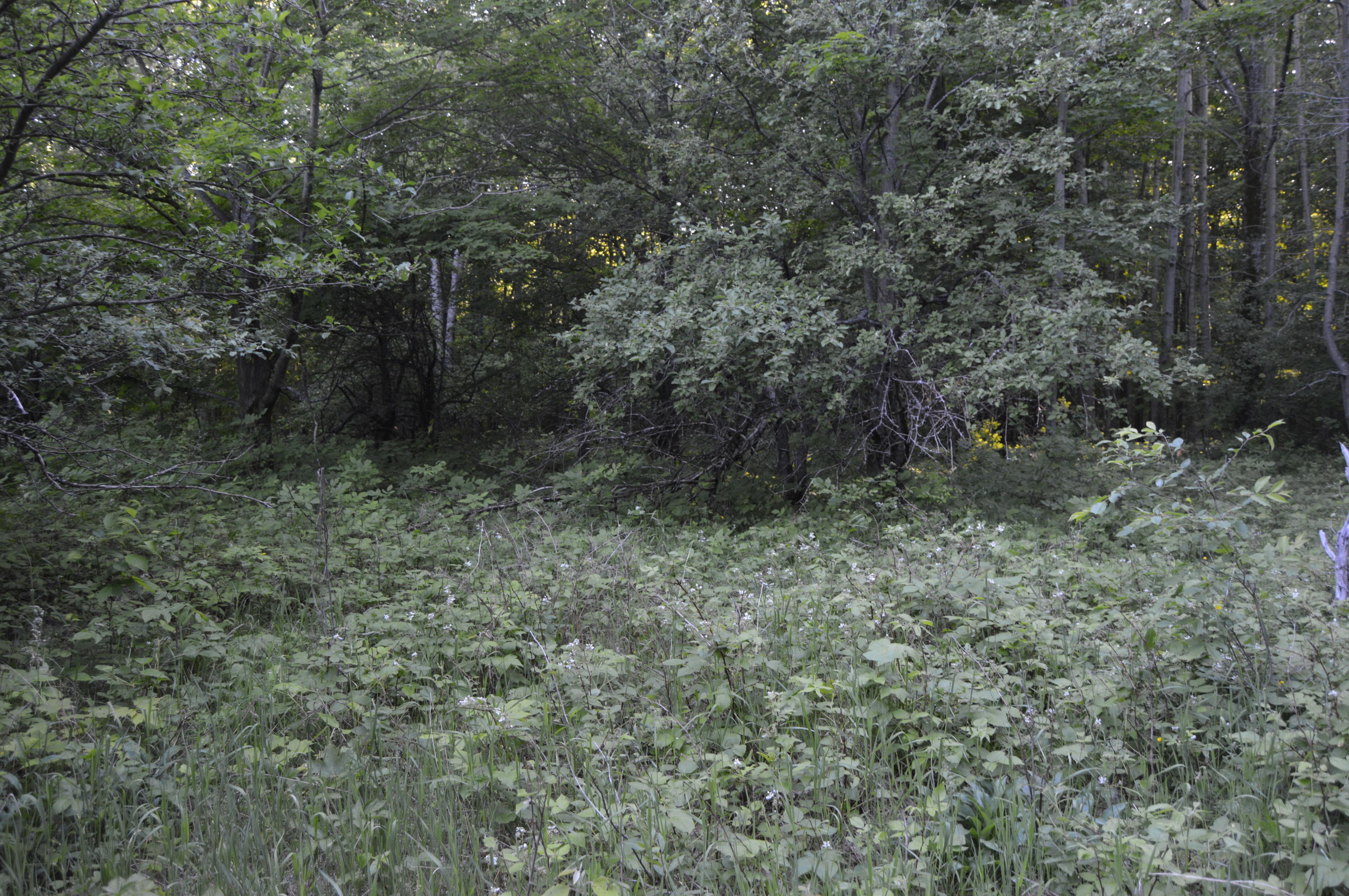 Xxx Munger Road Carp Lake, MI 49718 - Photo 11 of 15 Gallery Image 11