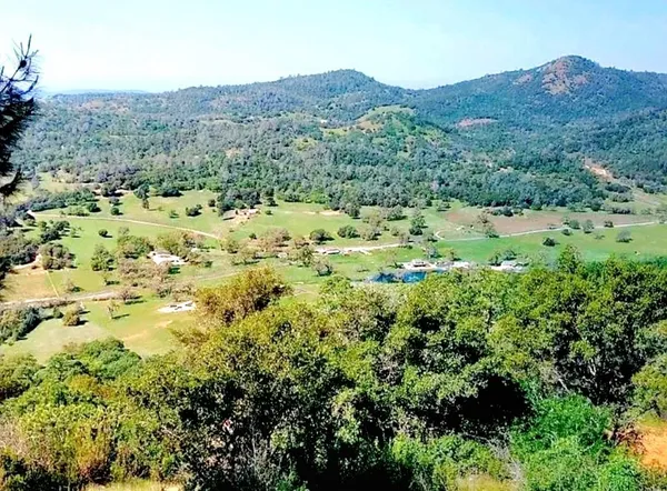 a view of a lush green field with lots of bushes