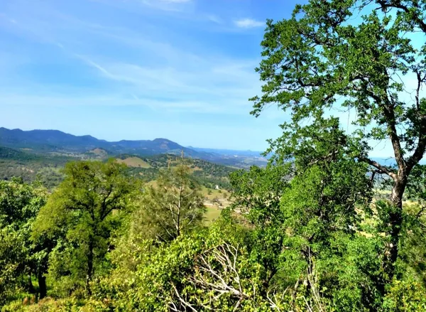a view of a lush green field with a tree in the background