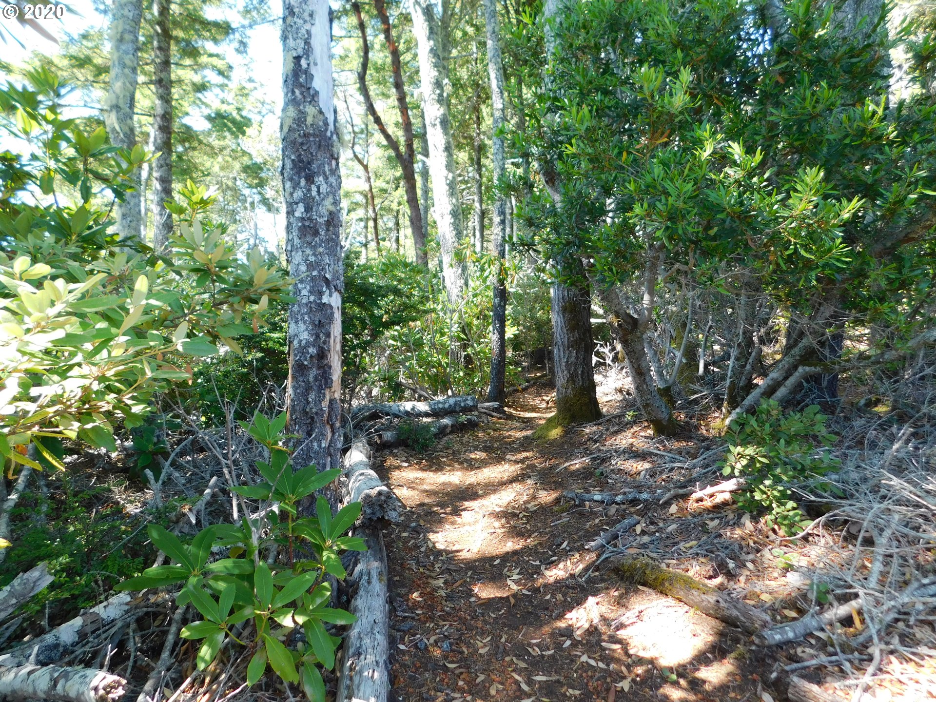 0 Garrison Lake Road Port Orford, OR 97465 - Photo 8 of 15