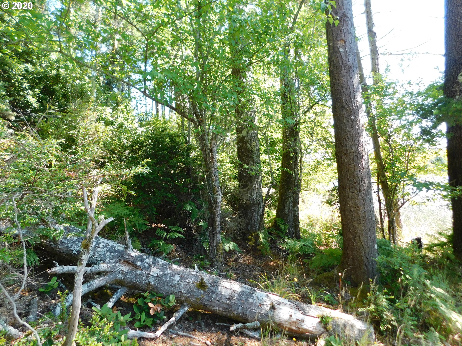0 Garrison Lake Road Port Orford, OR 97465 - Photo 9 of 15