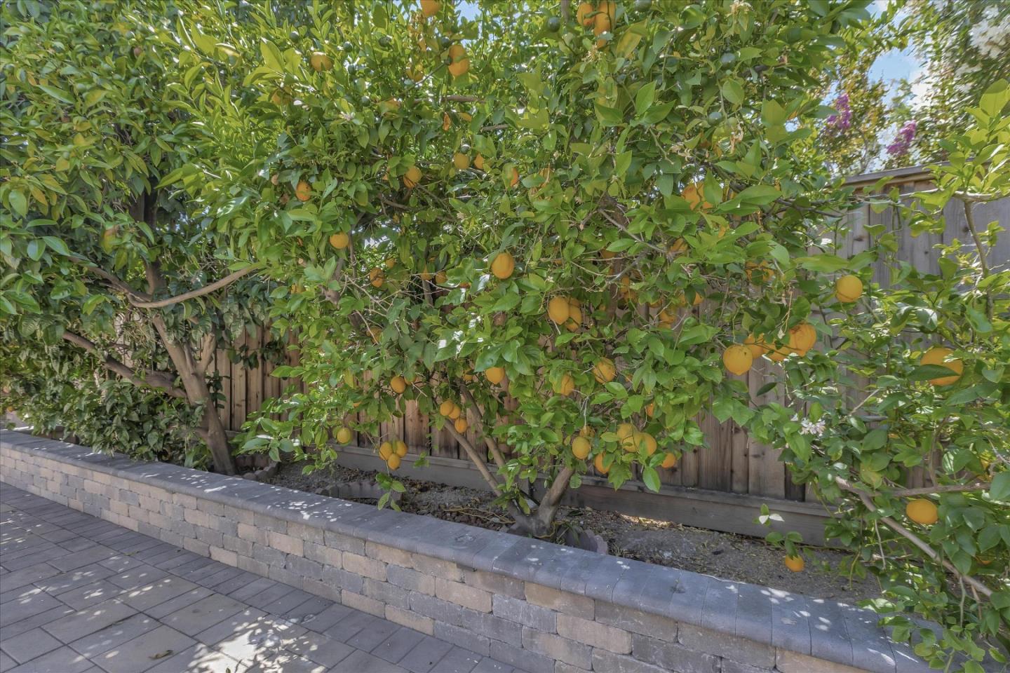 673 Timberpine Avenue Sunnyvale, CA 94086 - Photo 32 of 33 a backyard of a house with lots of green space