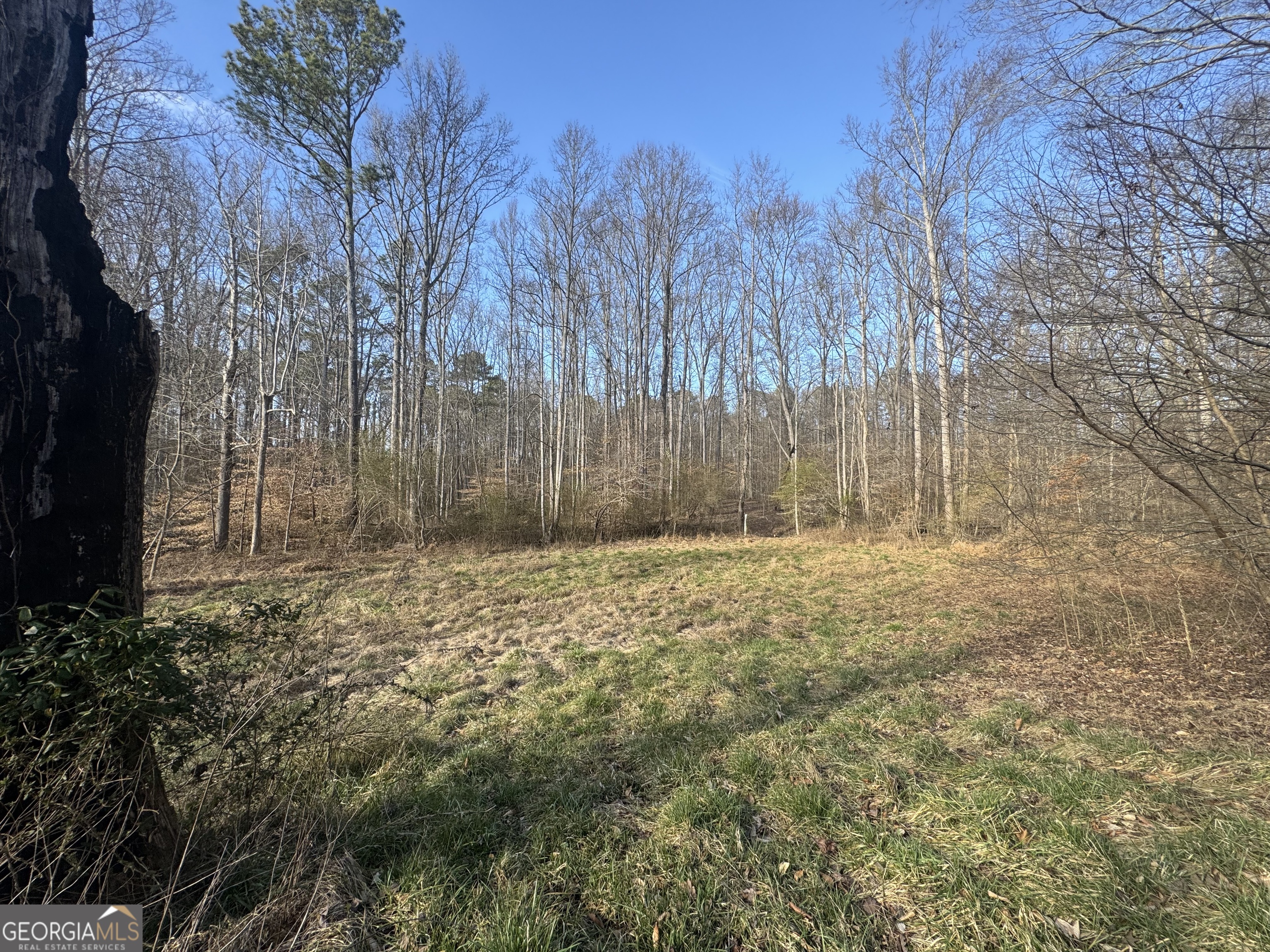369 Thompson Lane Jasper, GA 30143 - Photo 1 of 4 a view of backyard with tree