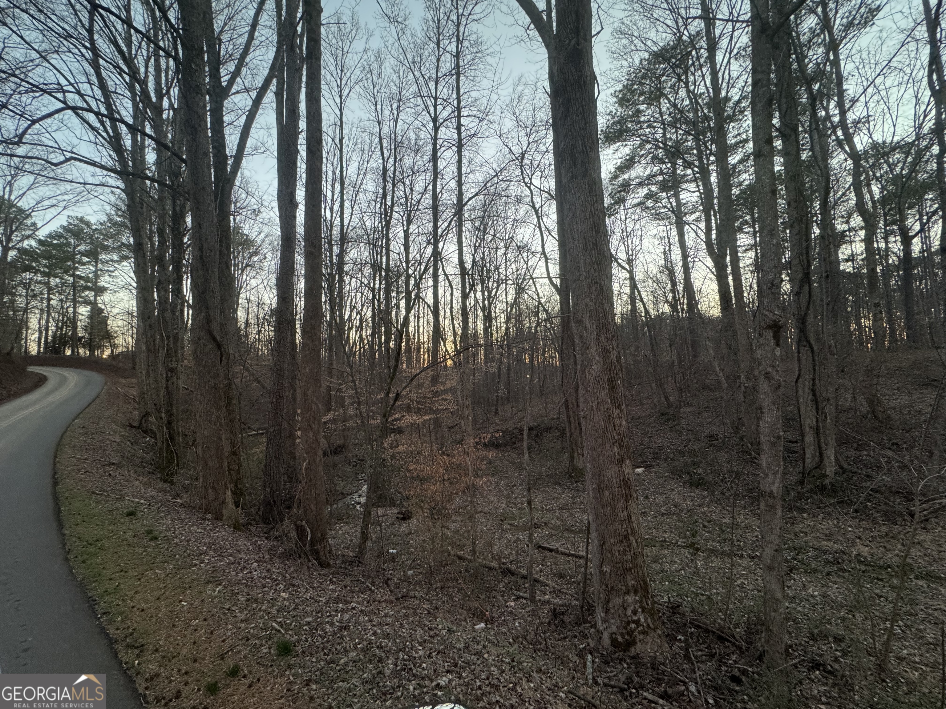 369 Thompson Lane Jasper, GA 30143 - Photo 2 of 4 a view of a forest with large trees