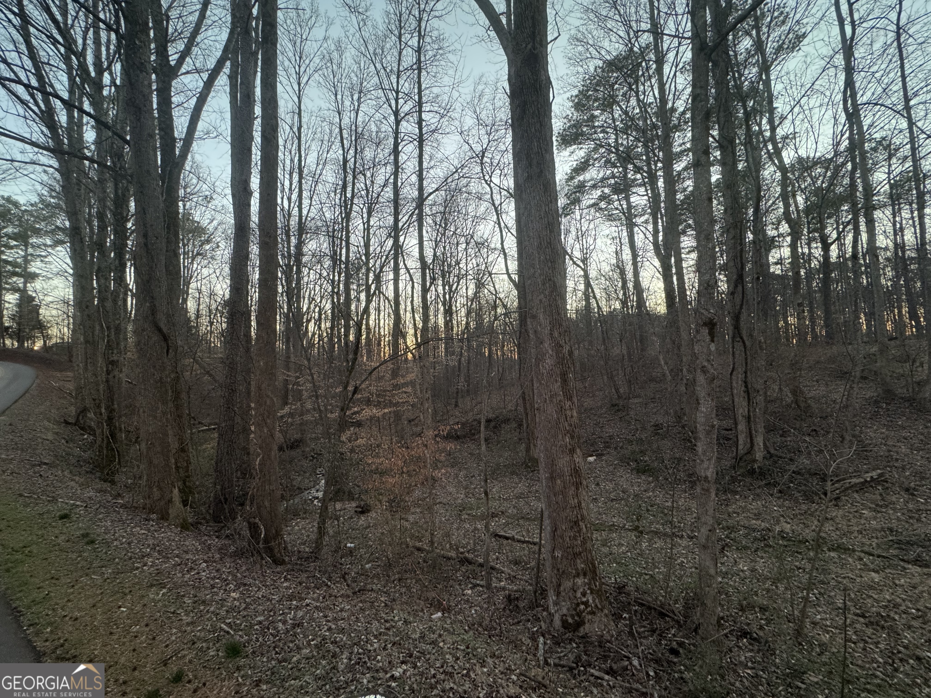 369 Thompson Lane Jasper, GA 30143 - Photo 3 of 4 a view of a forest with large trees