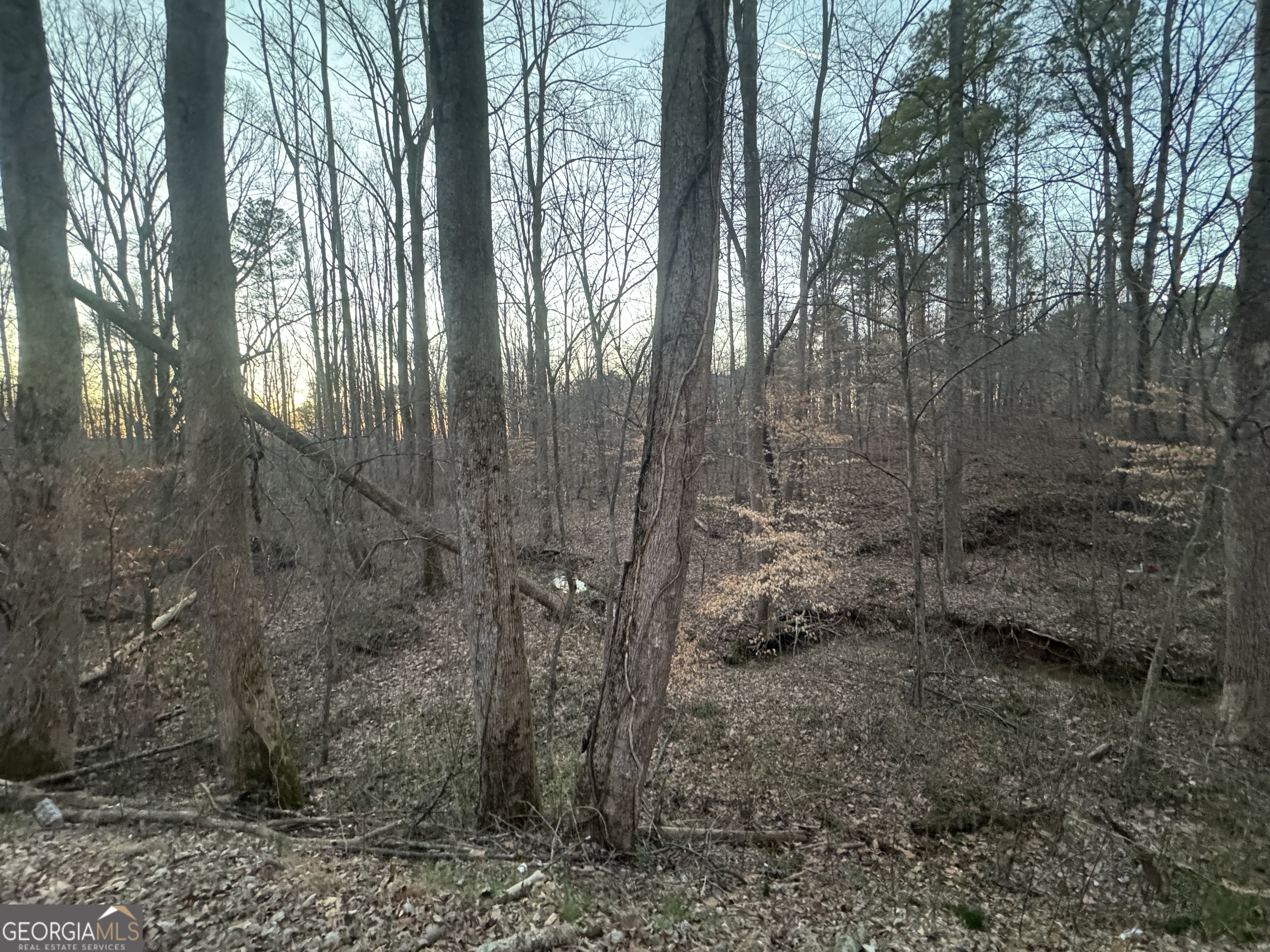 369 Thompson Lane Jasper, GA 30143 - Photo 4 of 4 a view of a forest that has large trees