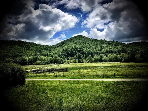 a view of a garden with a pathway