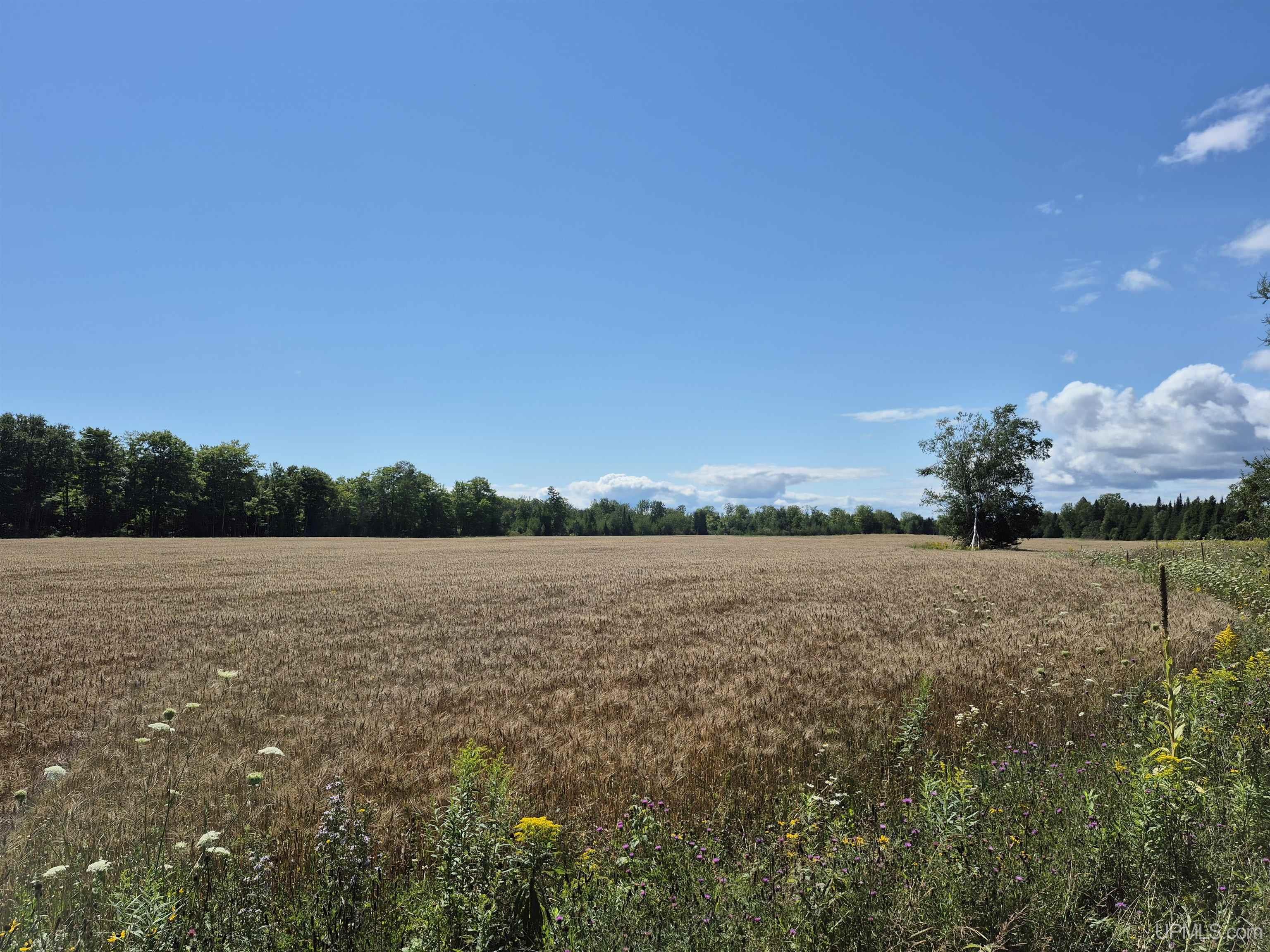 160-acres Halverson Road Gulliver, MI 49840 - Photo 19 of 35