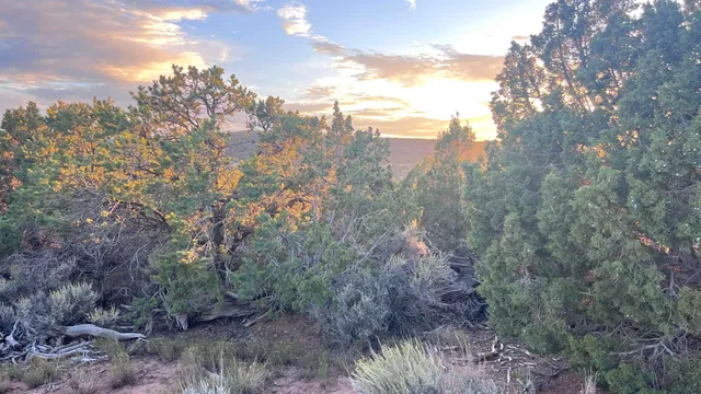 a view of a city with lush green forest