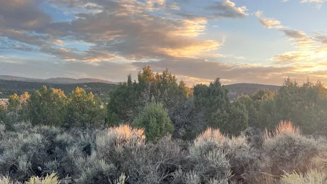 a view of a lake in middle of forest