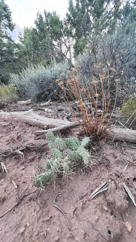 a view of a yard with lots of green space