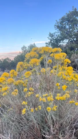 a view of an outdoor space and a yard