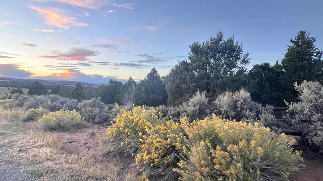 a view of a bunch of trees in a field