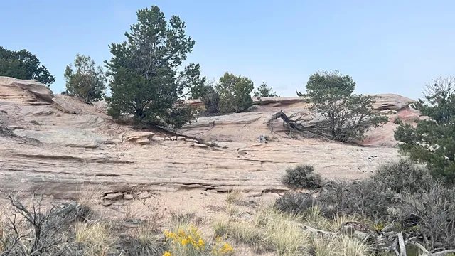 a view of a dry yard with trees