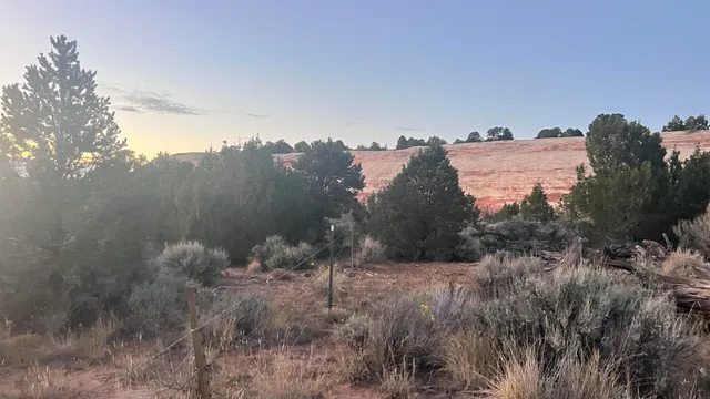 a view of a bunch of trees in a field