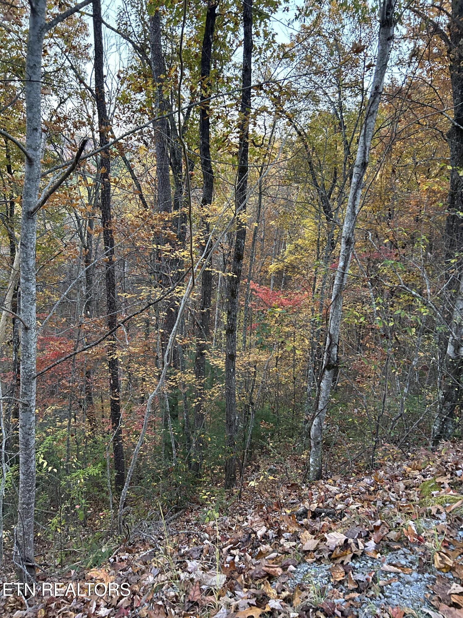 1-lot Sunset Road Sevierville, TN 37862 - Photo 4 of 6 IMG_3958