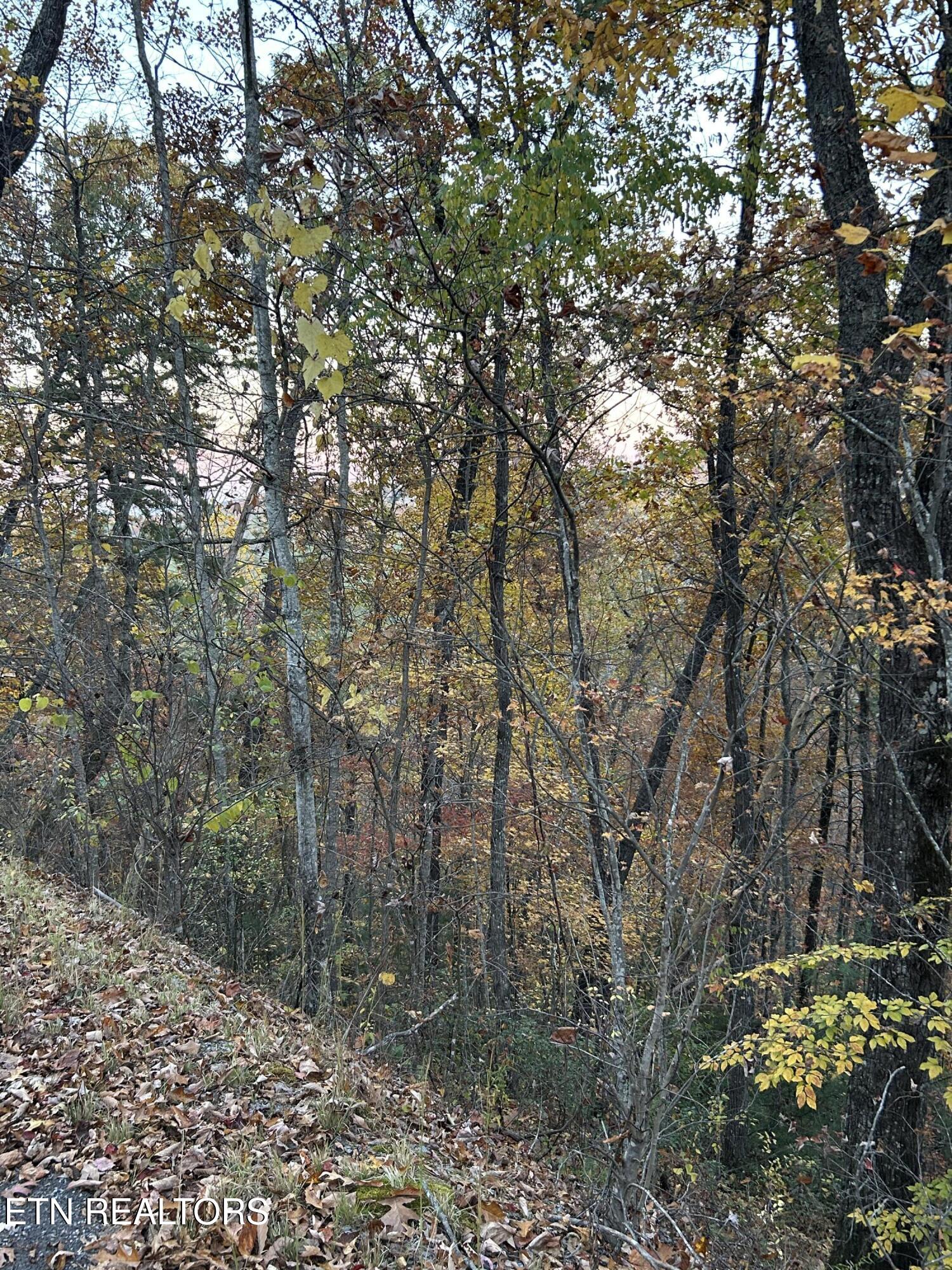 1-lot Sunset Road Sevierville, TN 37862 - Photo 6 of 6 IMG_3951