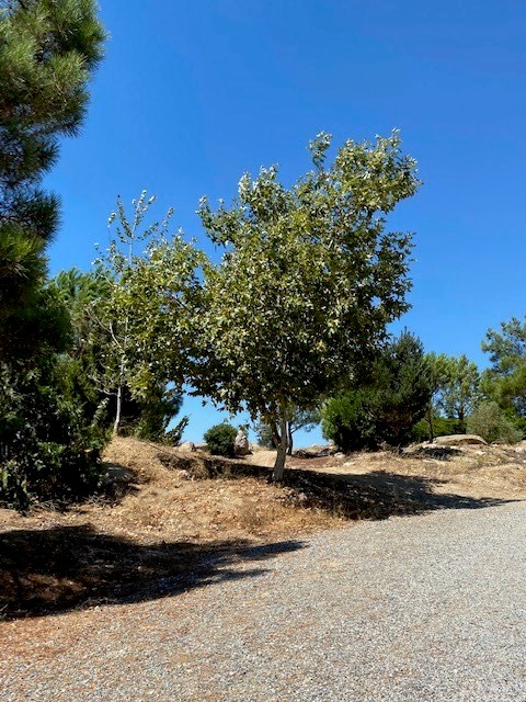 56810 Cain Road Anza, CA 92539 - Photo 38 of 48