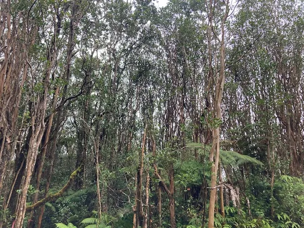 a view of a forest with lots of trees