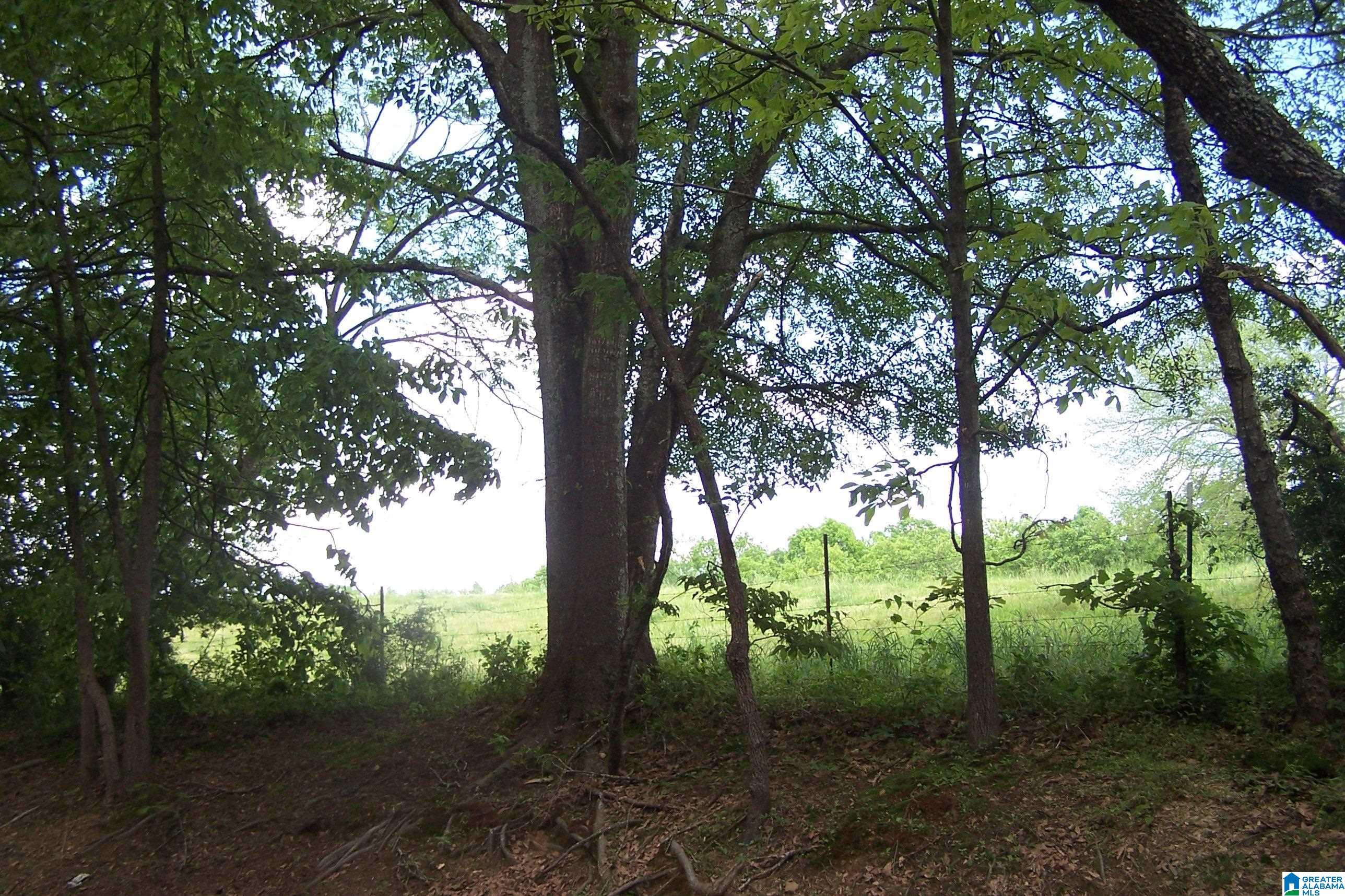 Burton Loop Road Altoona, AL 35952 - Photo 6 of 29 Gallery Image 6
