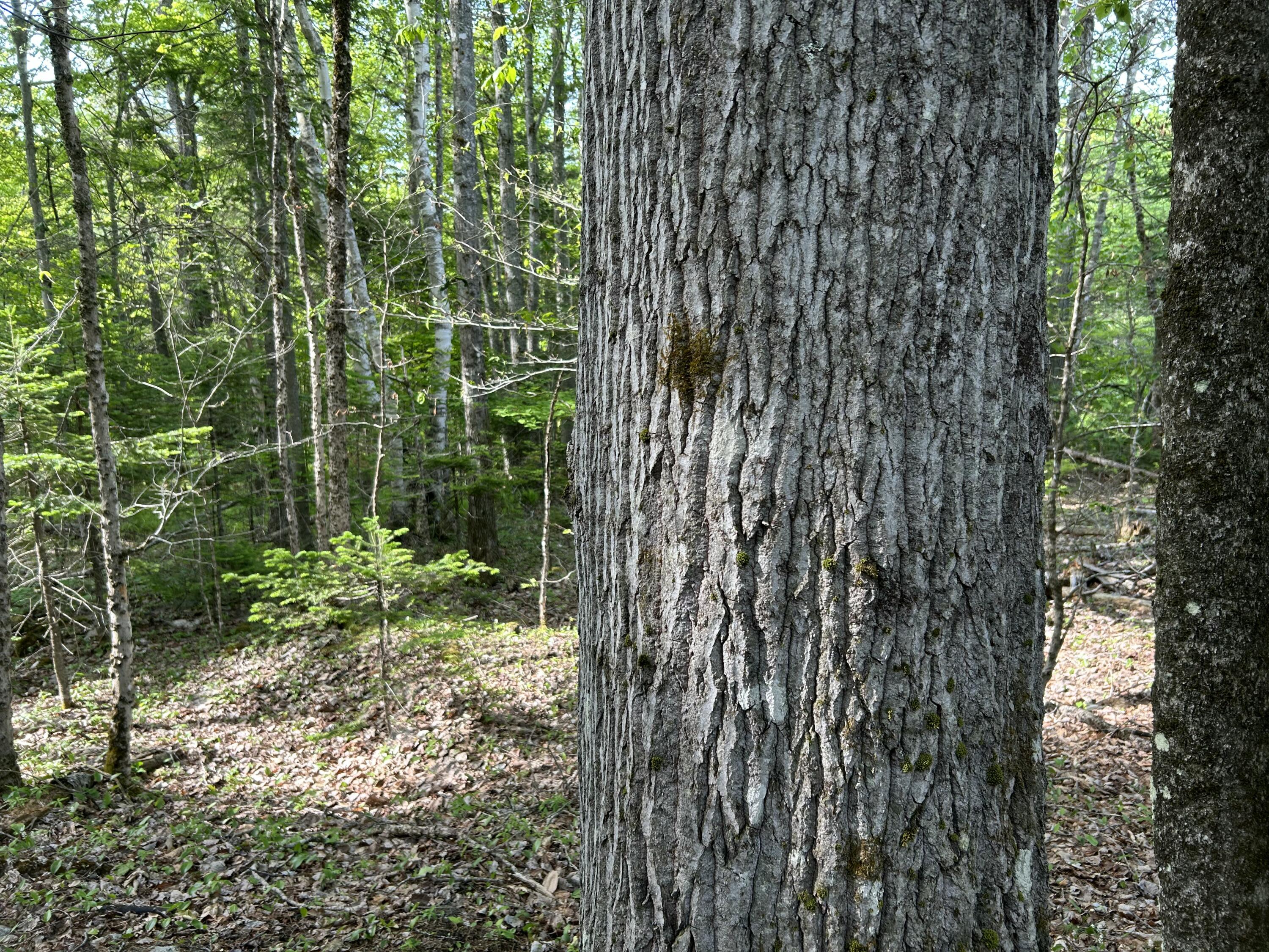 M5-l16 Clark Road Prospect, ME 04981 - Photo 21 of 45 IMG_8778
