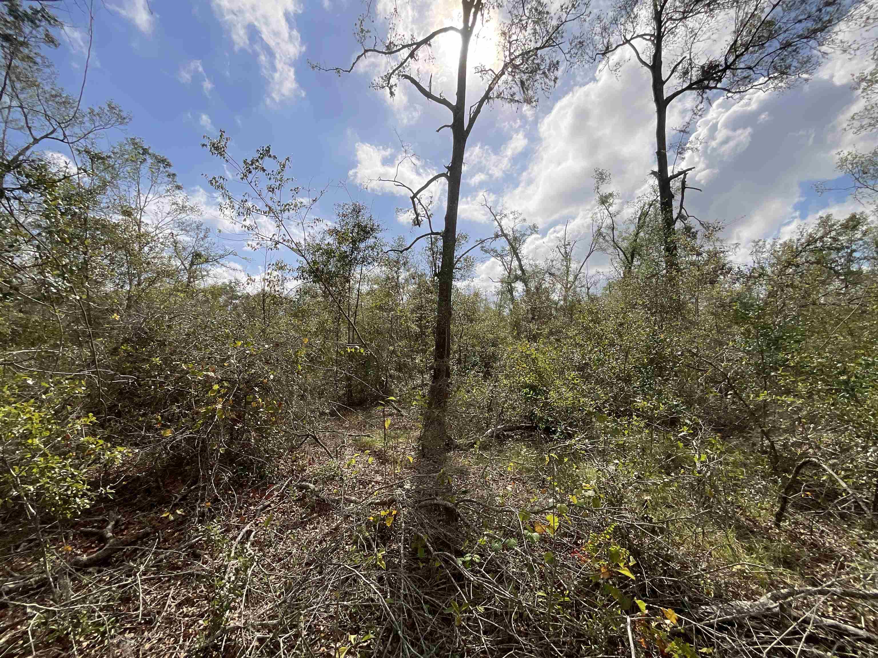 Vacant Southeast River Road Lee, FL 32059 - Photo 18 of 42 Gallery Image 18