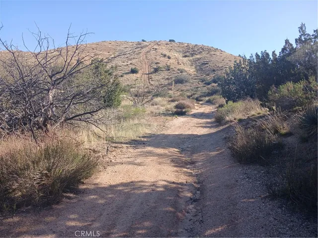 a view of a dry yard with trees