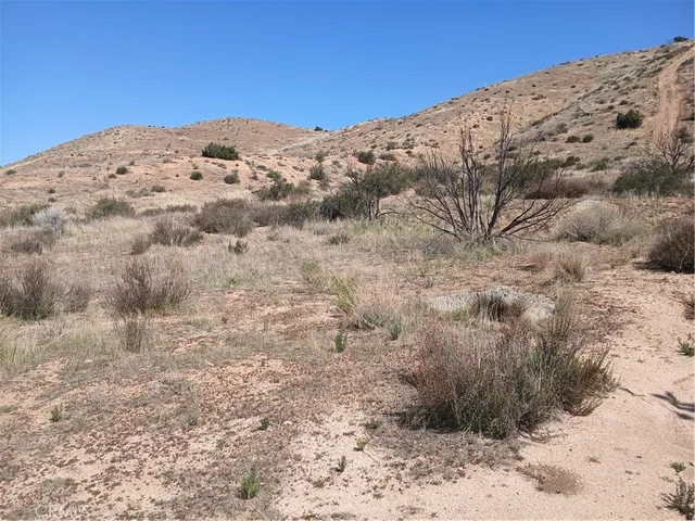 a view of a dry yard