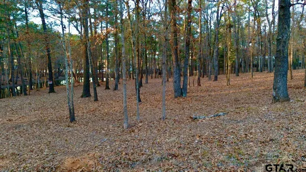 a view of a forest with trees in the background