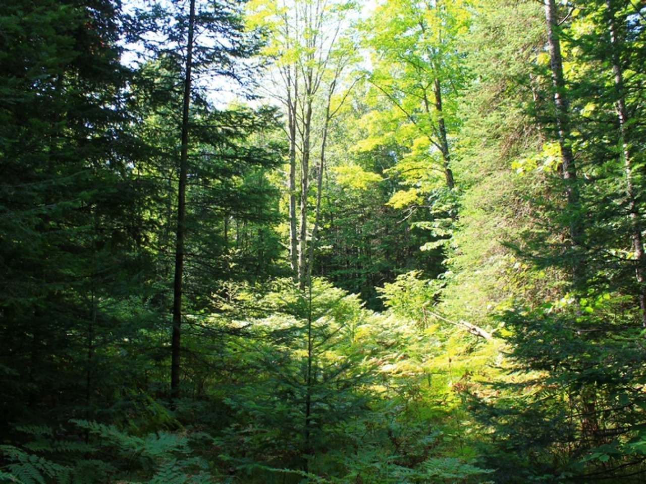Lot 16 Timberline Road Mercer, WI 54547 - Photo 18 of 20 Gallery Image 18